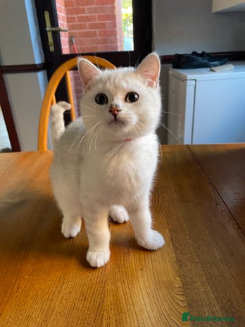 British Shorthair cats - Advert 2