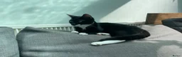 Mixed Breed cats for adoption: Clementine, young rescue cat in need of new home - Advert 4