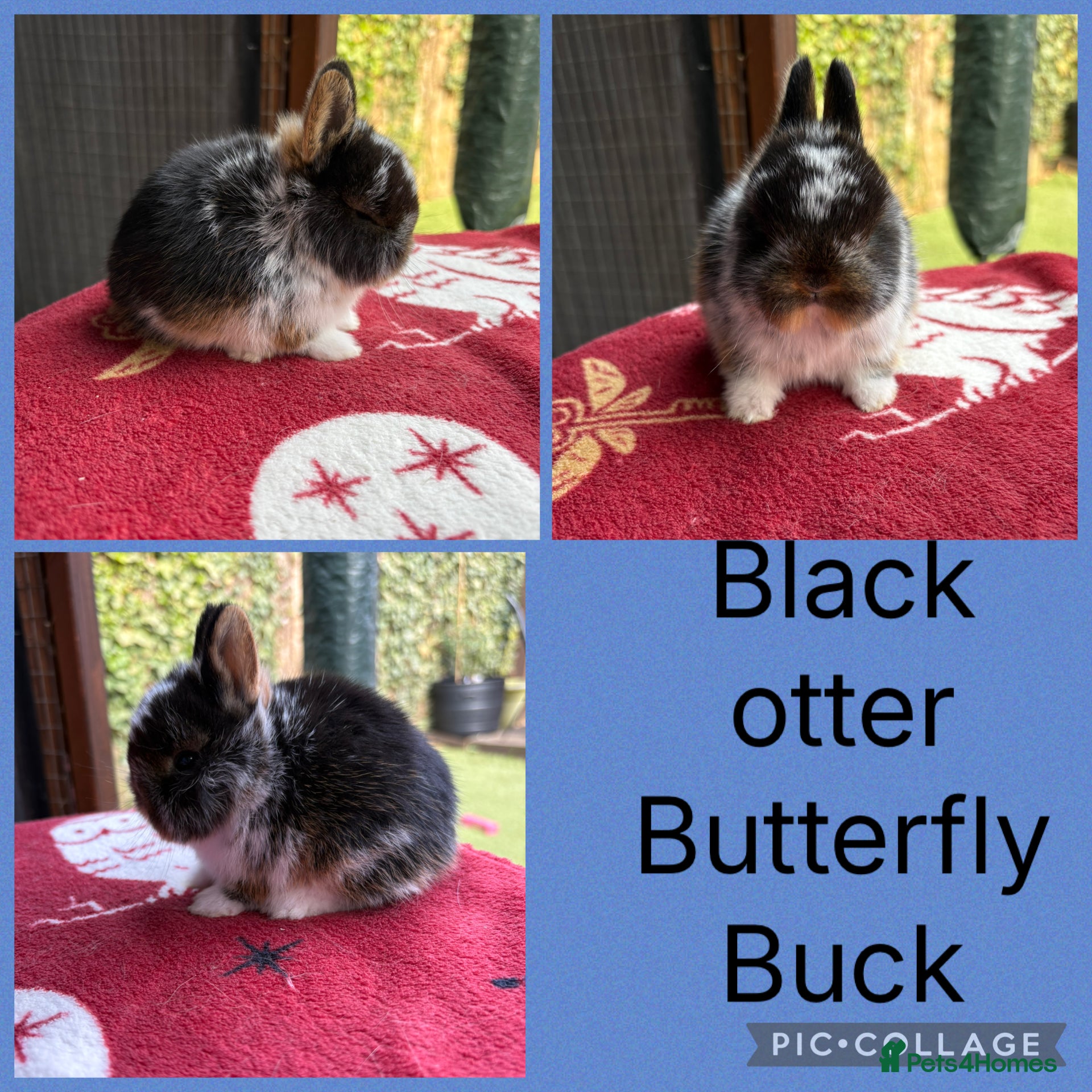 Netherland Dwarf rabbits Netherland dwarf babies  ready to reserve   - Advert 17