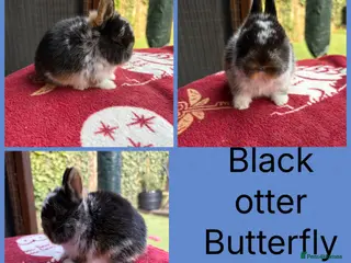 Netherland Dwarf rabbits Netherland dwarf babies ready to reserve - Advert 17