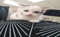 Russian Blue cats for sale: Lovley Russian white/Persian  - Advert 19