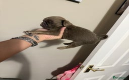 Pug dogs for sale: fluffy pug puppies  - Advert 4