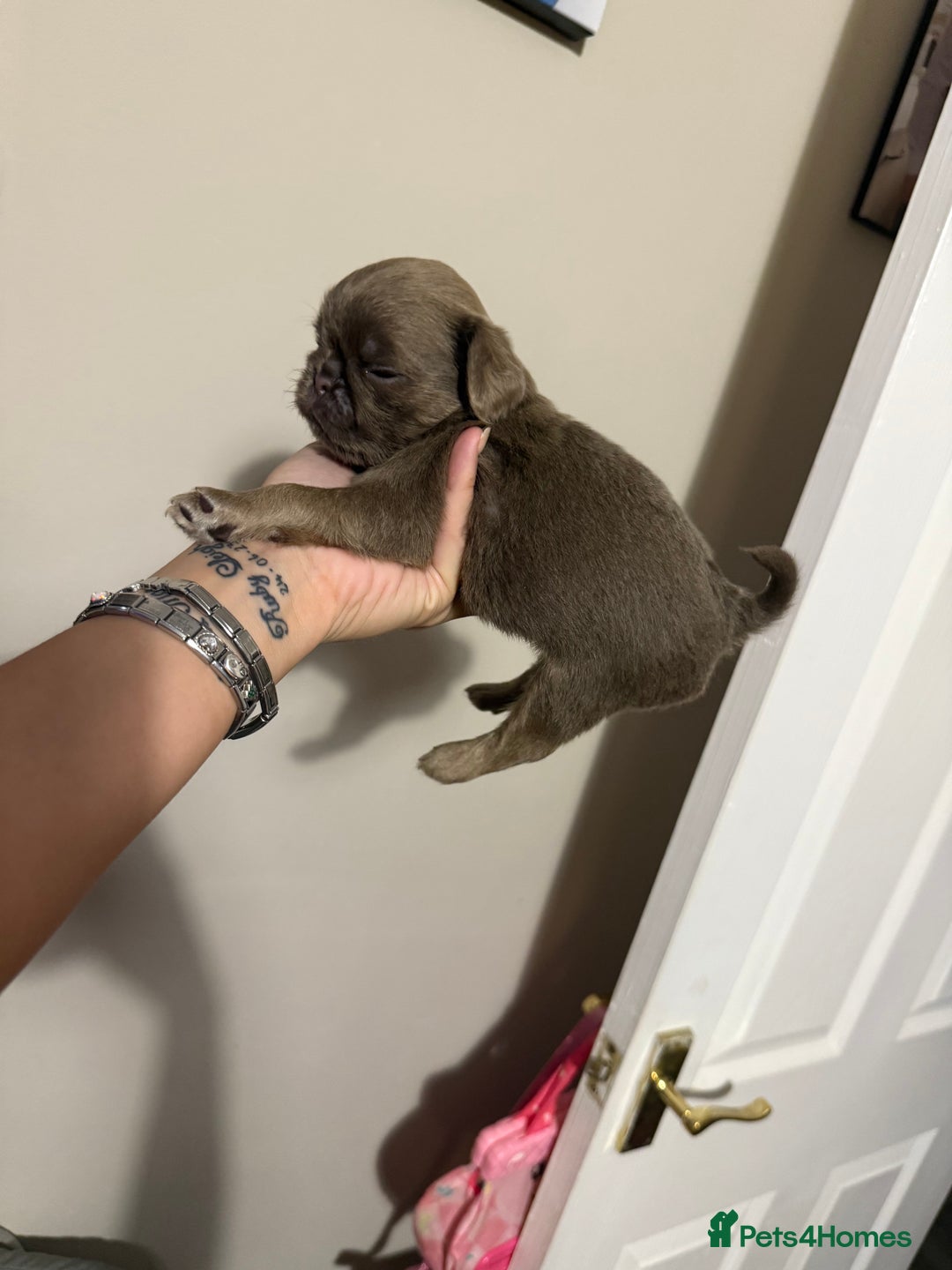 Pug dogs for sale: fluffy pug puppies  - Advert 4