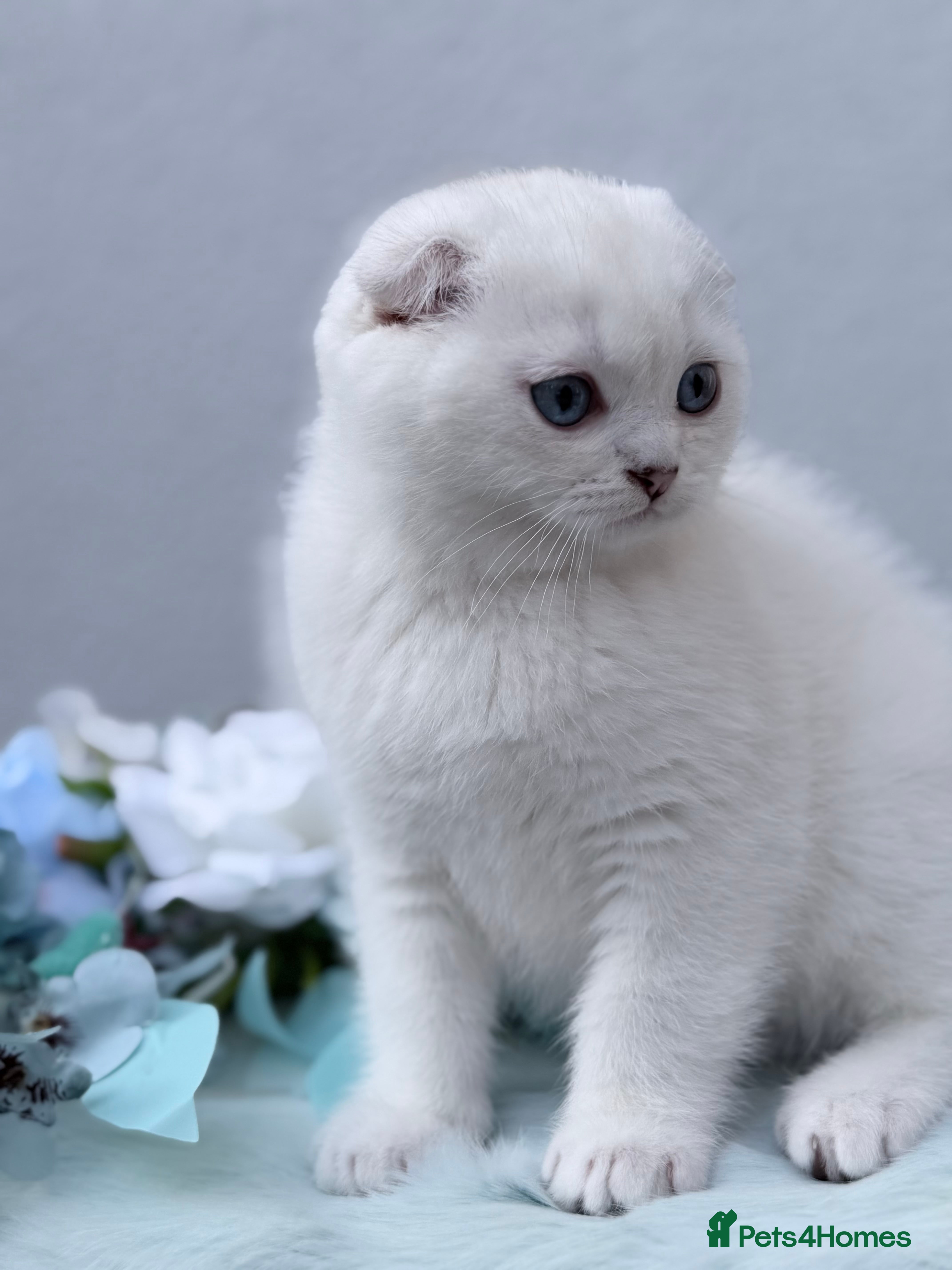 Scottish Fold cats Grandchampion Dad show Quality Rare scottish fold! - Advert 2