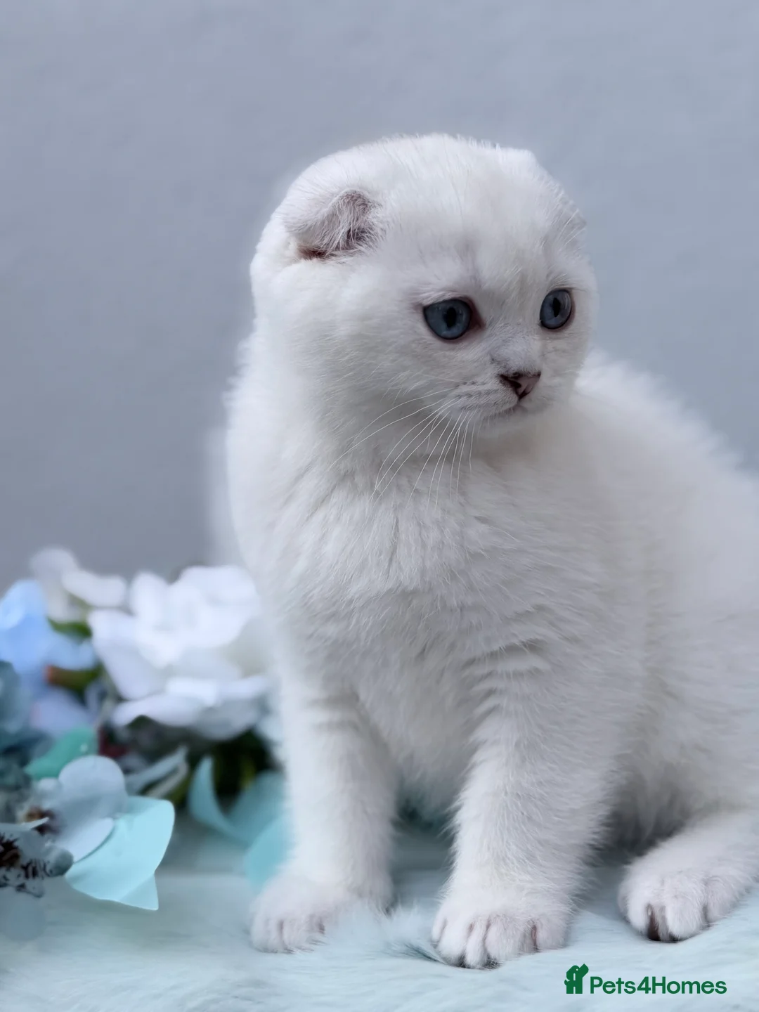 Scottish Fold cats for sale: Grandchampion Dad show Quality Rare scottish fold! - Advert 2