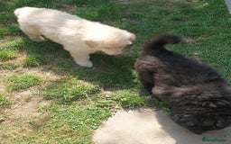 German Shepherd dogs for sale: German Shepherd pups ready end of August  - Image 23