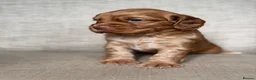 Cocker Spaniel dogs for sale: BEAUTIFUL KC COCKER SPANIEL PUPPIES  - Advert 10