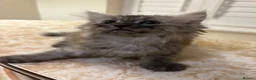Mixed Breed cats for sale: 3 Dark grey mixed persian chinchilla kittens - Advert 6