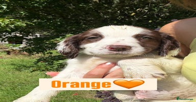 English Springer Spaniel dogs - Advert 1