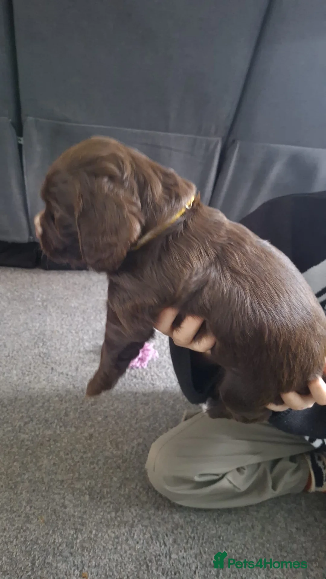 Cocker Spaniel dogs for sale: Cocker spaniel bitches  in Redcar - Advert 12