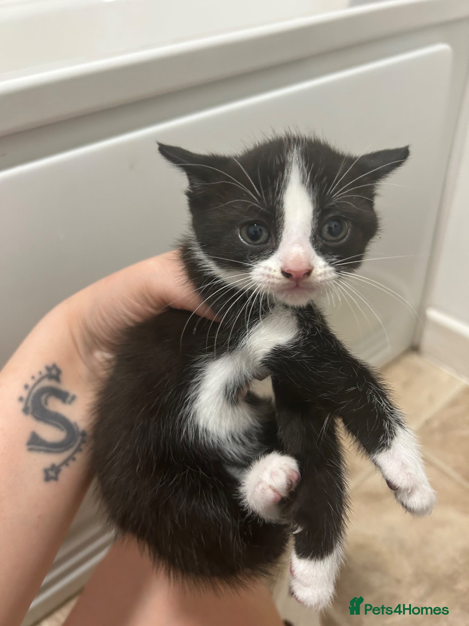Mixed Breed cats for sale: 5 beautiful kittens  - Advert 6