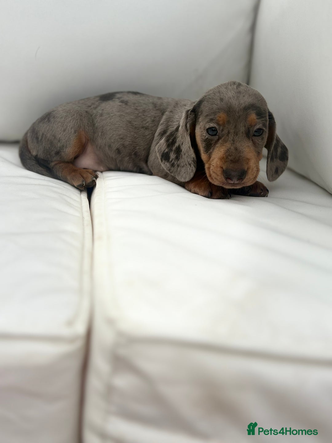 Miniature Dachshund dogs for sale: Beautiful babies - Image 9