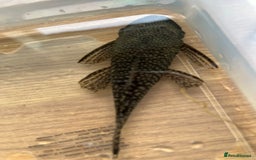 Plecos fish for sale: Wabenmuster Pleco adult pair in Horsham - Image 1