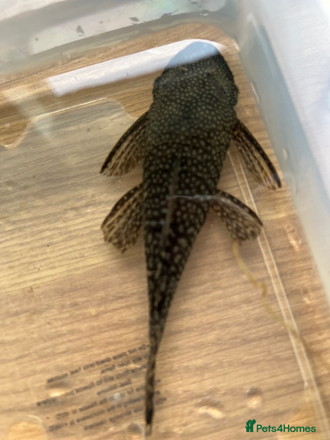 Plecos fish for sale: Wabenmuster Pleco adult pair in Horsham - Image 1
