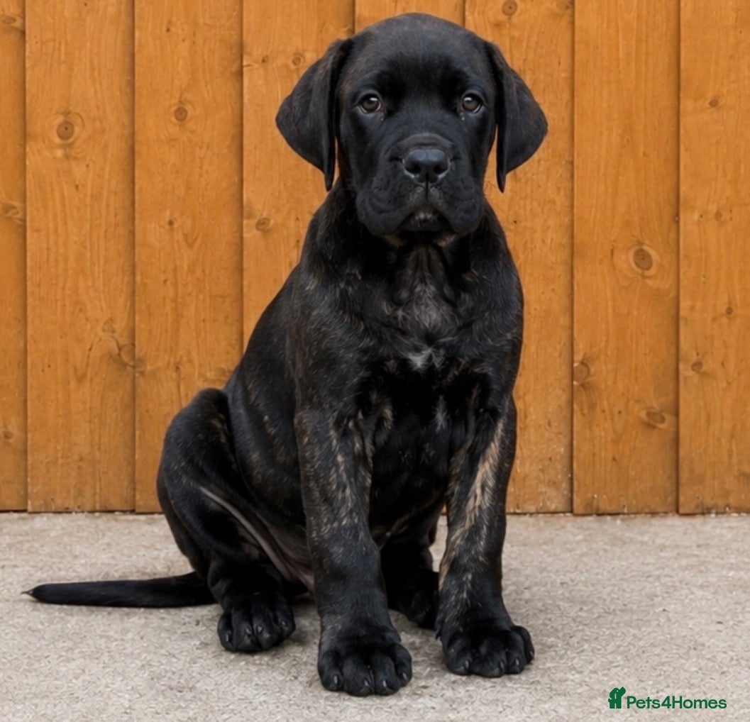 Cane Corso dogs Ready now exceptional Cane Corso puppies   - Advert 1