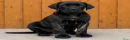 Cane Corso dogs for sale: Ready to collect Exceptional Cane Corso puppies   - Advert 8