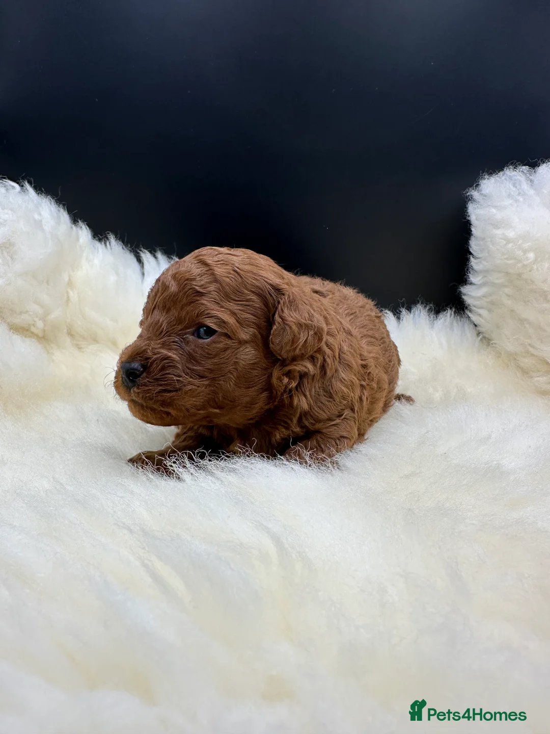 Toy Poodle dogs for sale: Toy poodle x Asian Toy poodle puppies - Advert 3