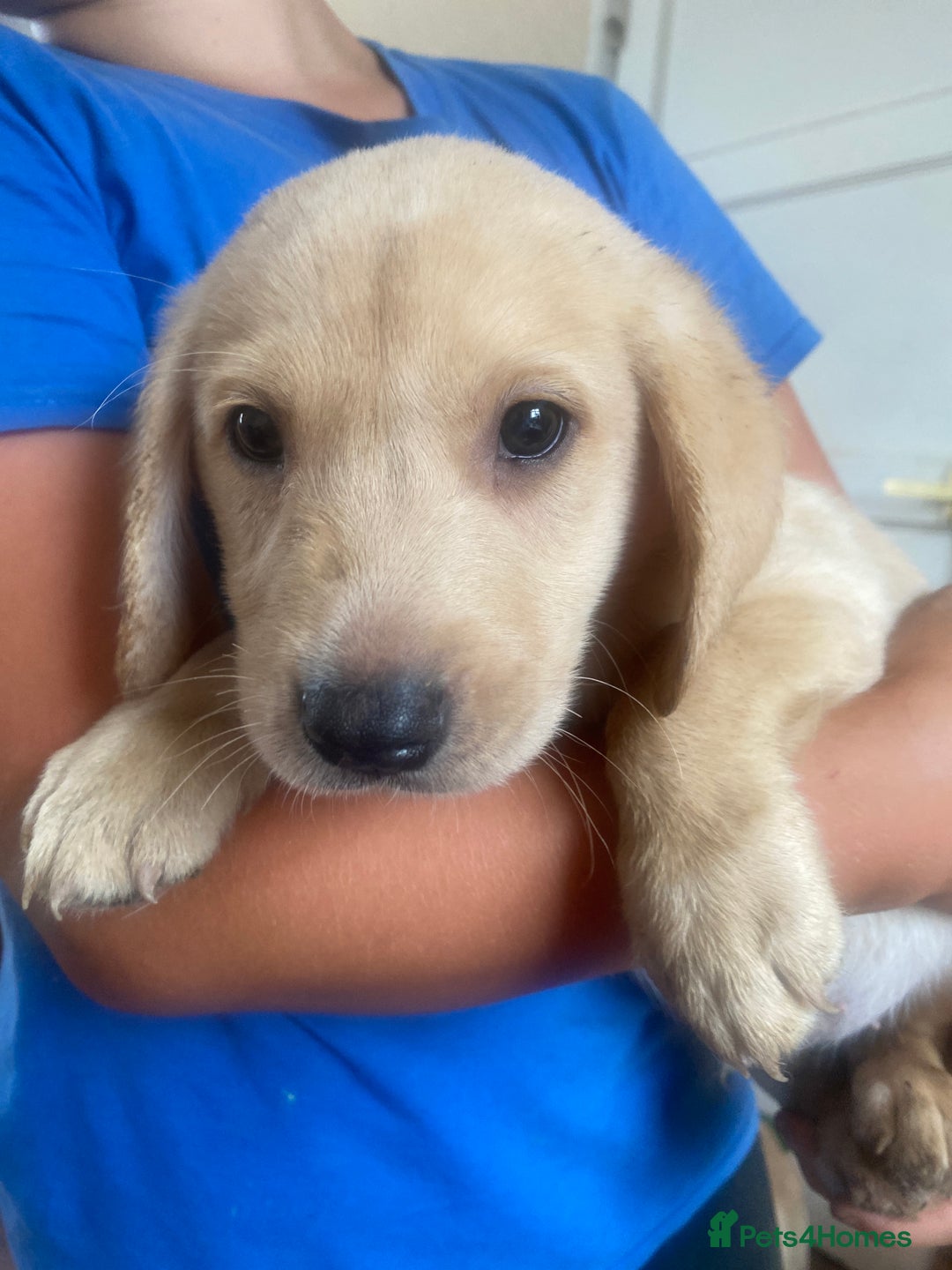 Labrador Retriever dogs for sale: Lovely Labrador puppies  - Image 33