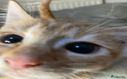 Mixed Breed cats for sale: Semi long hair and ginger kittens - Image 1
