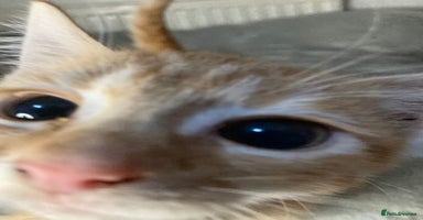 Mixed Breed cats - Advert 13
