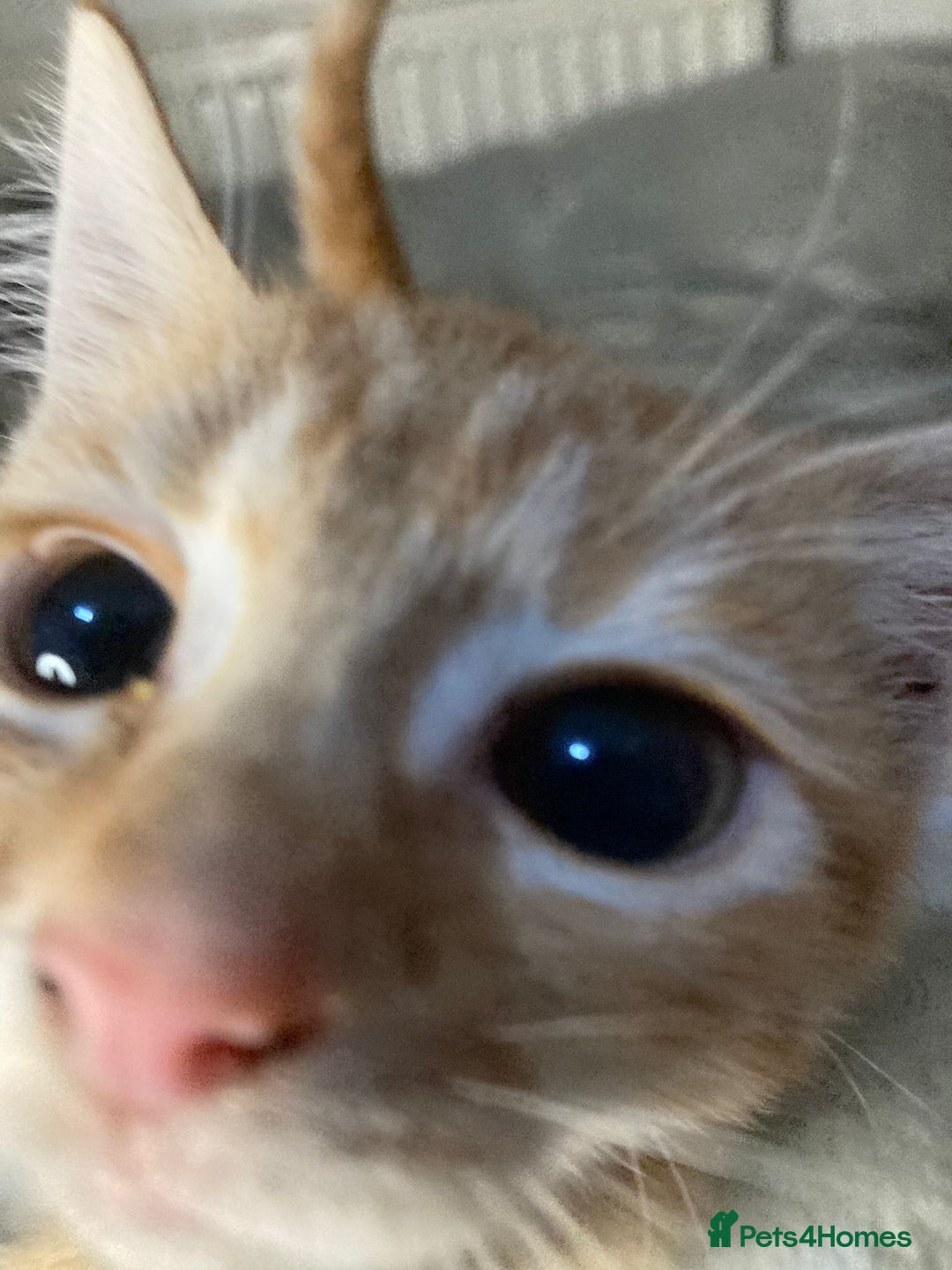 Mixed Breed cats for sale: Semi long hair and ginger kittens - Image 1