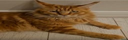 Maine Coon cats for sale: Maine coon kittens Russian/big - Advert 1