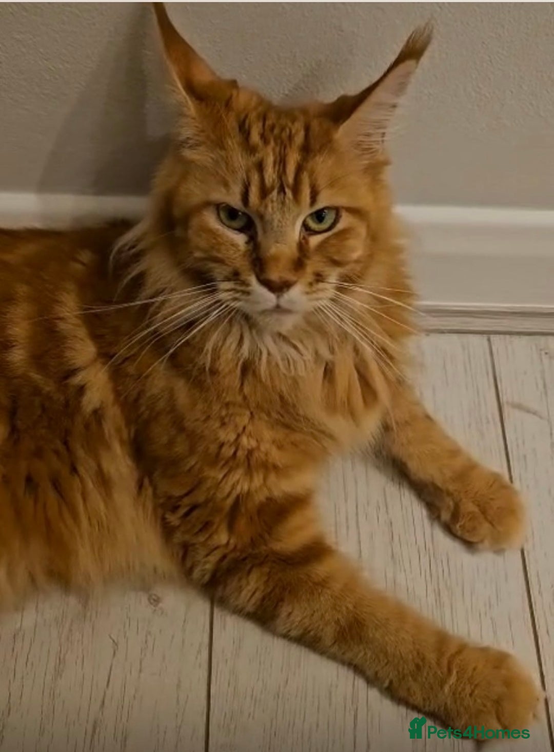 Maine Coon cats for sale: Maine coon kittens Russian/big - Advert 1