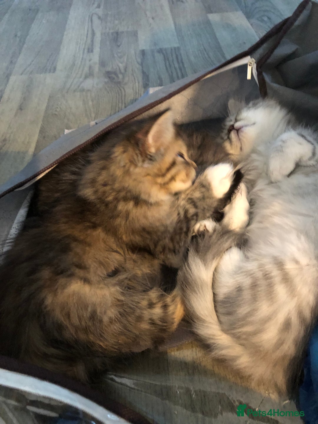 Persian cats for sale: 1/2 persian kitten - Image 4