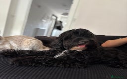 Cockapoo dogs for sale: Milo  - Image 4