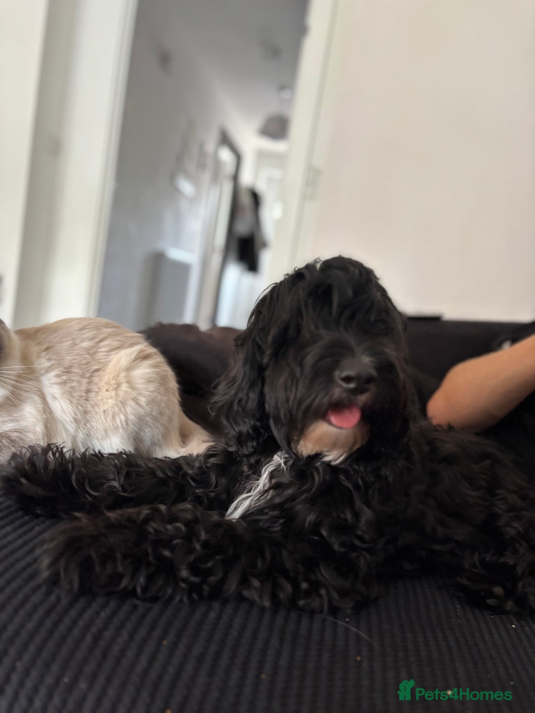 Cockapoo dogs for sale: Milo  - Image 4