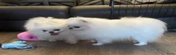 Pomeranian dogs for stud: Ice White Boy for Stud Only , Kc 🌟🌟🌟🌟🌟 - Advert 3
