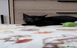 Maine Coon cats for sale: Maine Coon - Image 27