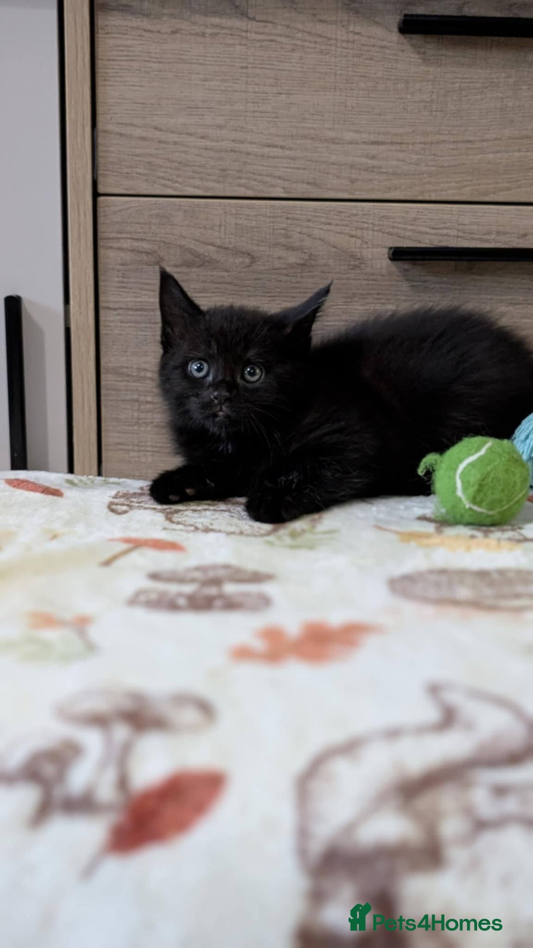 Maine Coon cats for sale: Maine Coon - Image 27