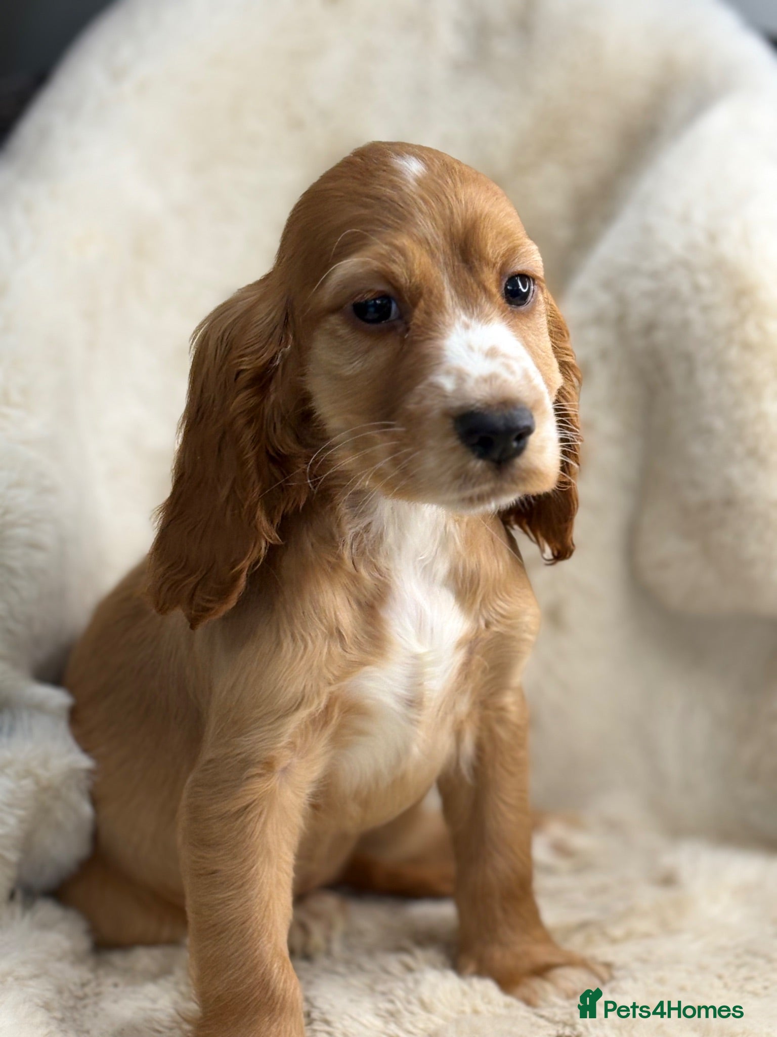 Cocker Spaniel dogs Stunning show cocker spaniel puppies   - Advert 1