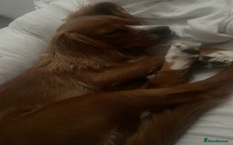 Cavapoo dogs for sale: BEAUTIFUL adorable Toy Cavapoos! - Image 8