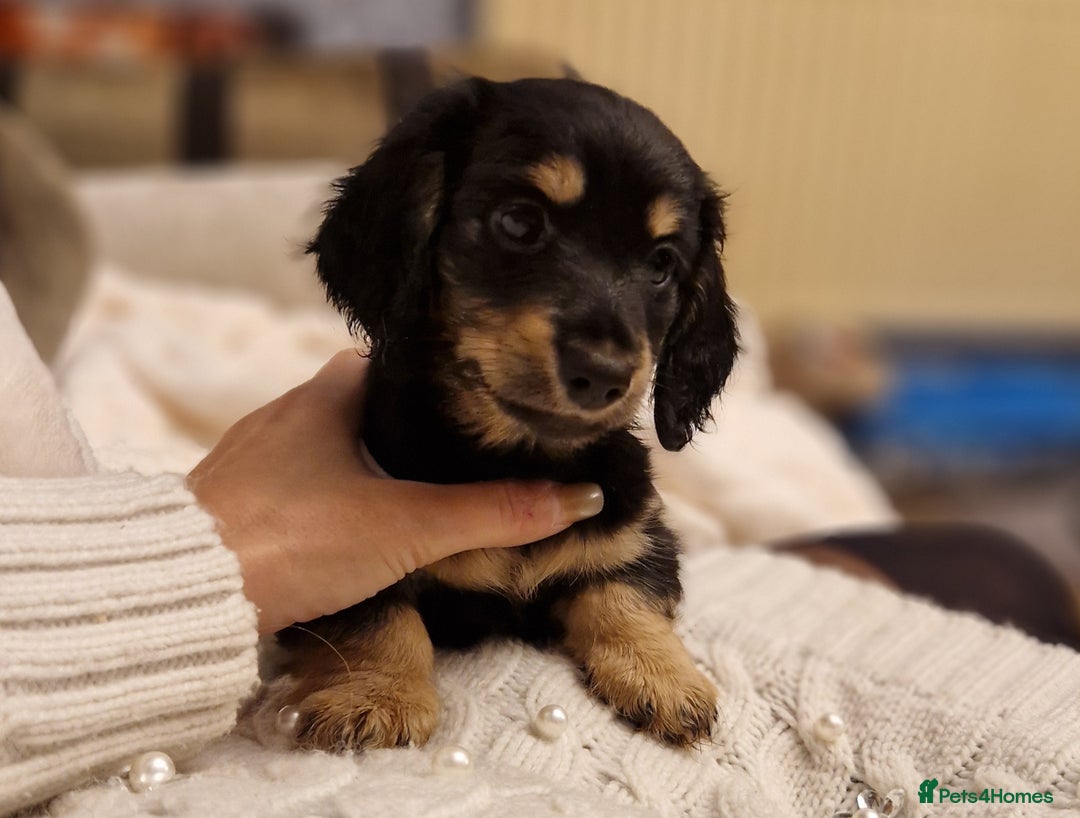 Miniature Dachshund dogs for sale:  Ready Now! Last Girl Long Coat Waiting For You  - Advert 1
