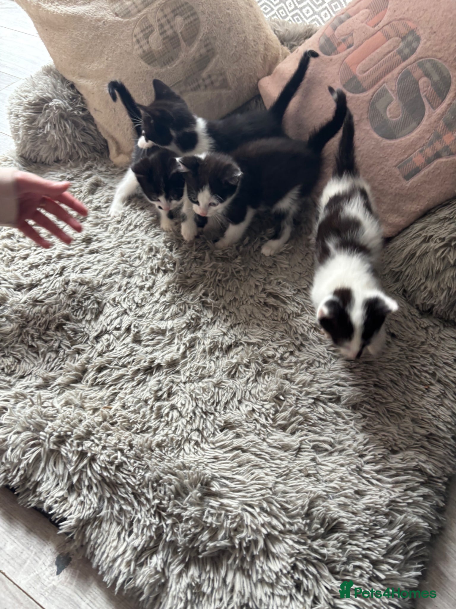 Mixed Breed cats Kittens  - Advert 2