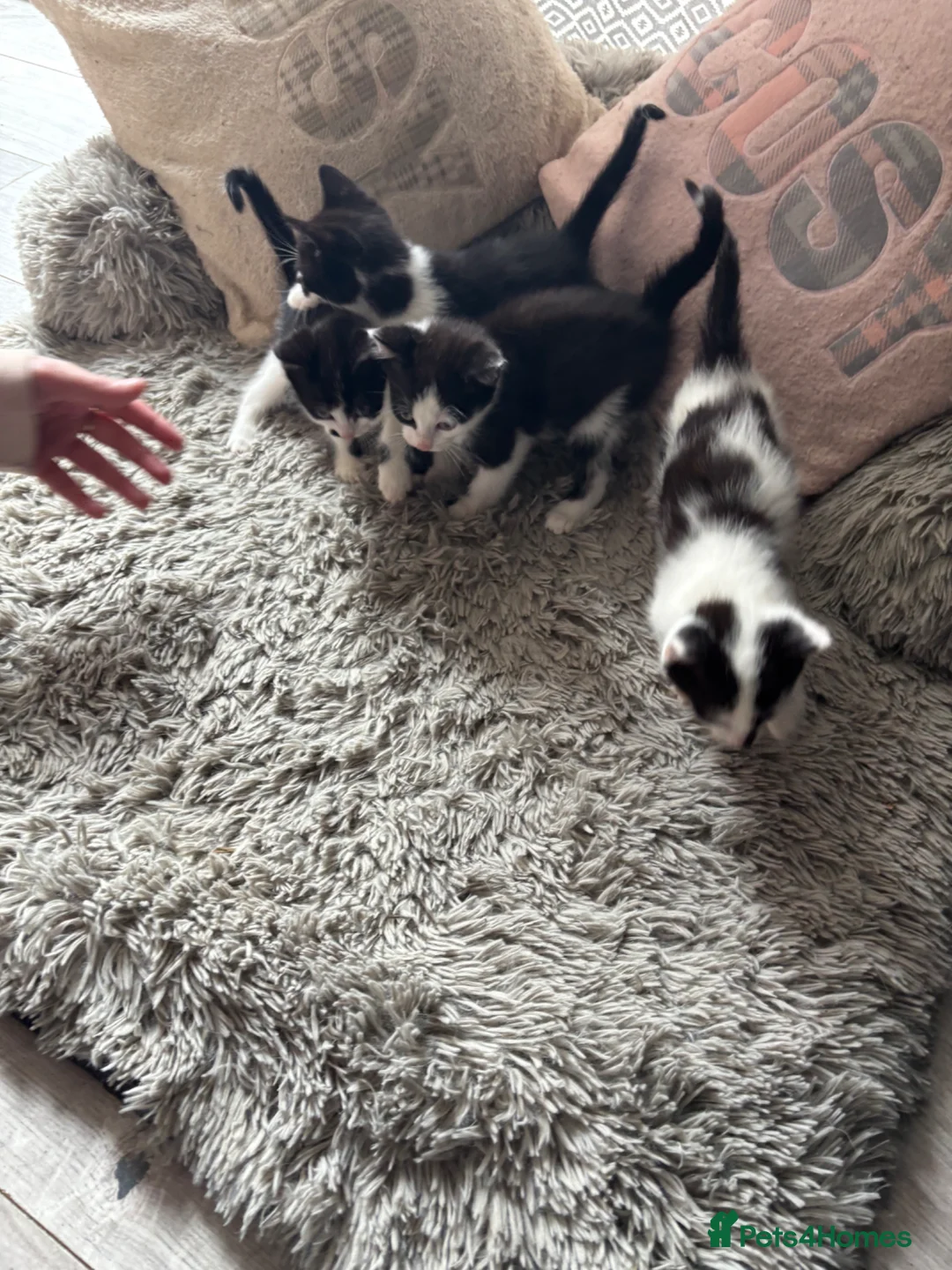 Mixed Breed cats for sale: Kittens  - Advert 1