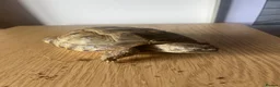 Tortoise reptiles for sale: Horsefield tortoise(s) for sale in Stirling - Advert 2