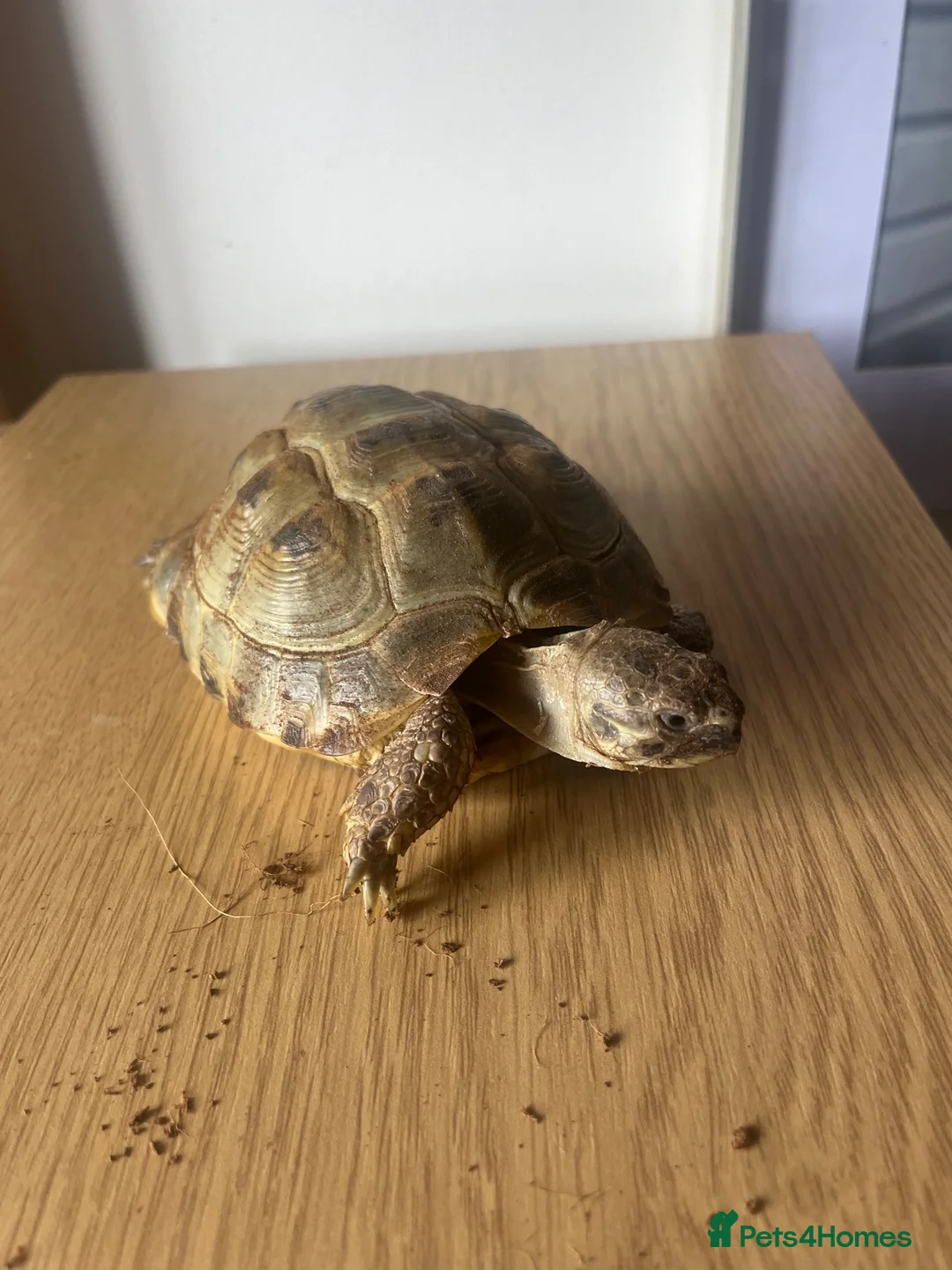 Tortoise reptiles for sale: Horsefield tortoise(s) for sale in Stirling - Advert 2