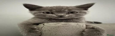 British Shorthair 1