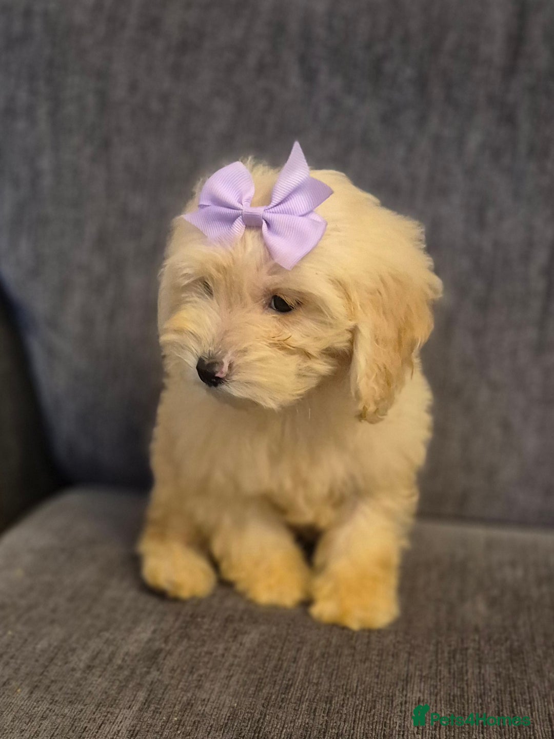 Cockapoo dogs for sale: Stunning F1 Cockapoo Puppies  - Advert 4
