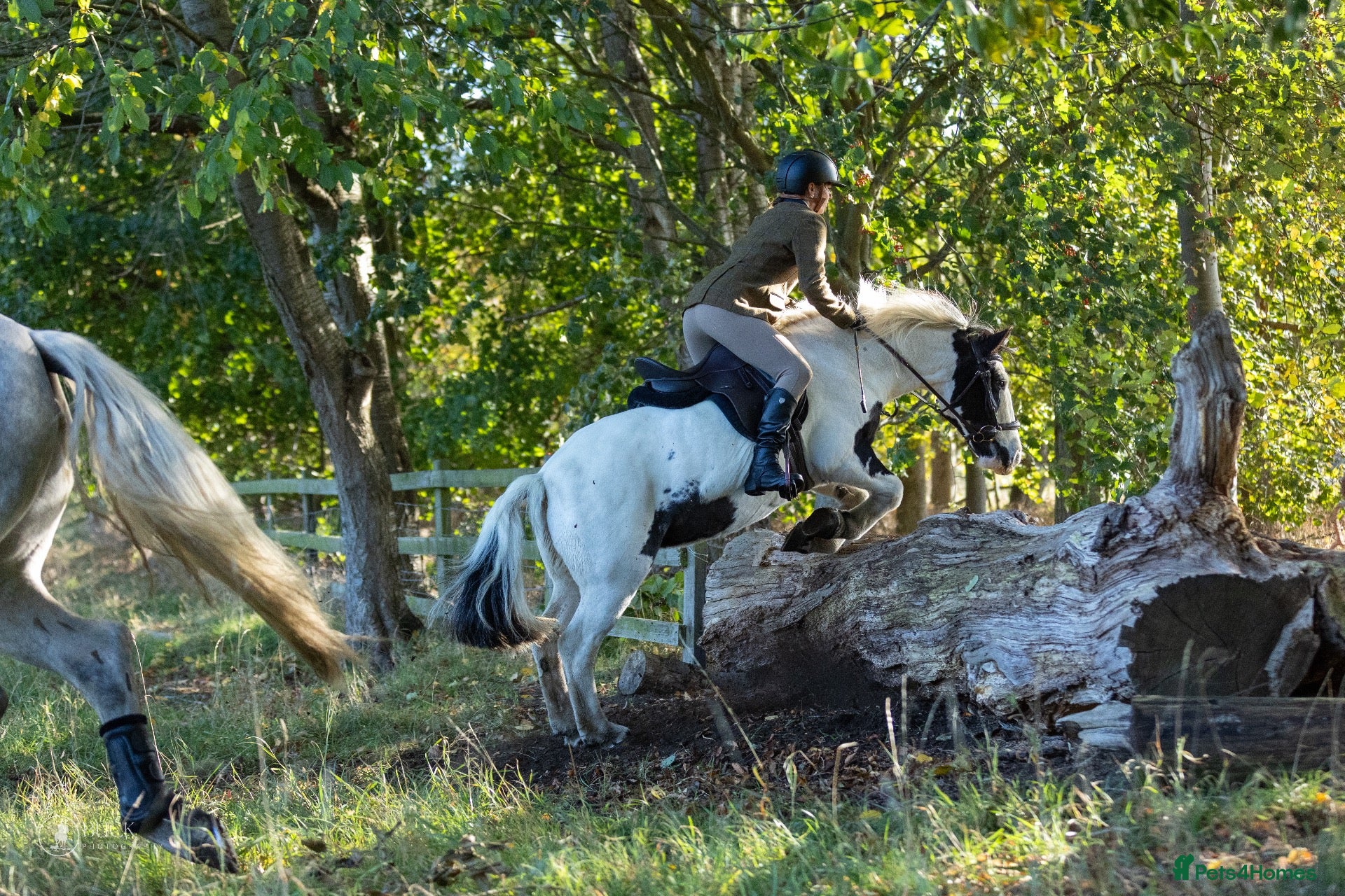 Tinker horses for sale: “Emma” Lovely Happy Hacker/Hunter chaser - Advert 7