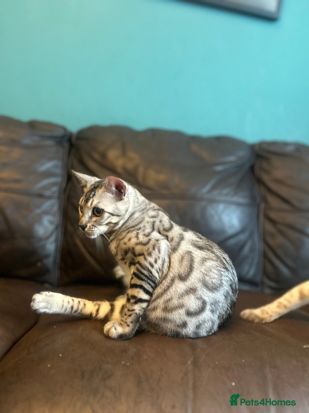 Bengal cats for sale: Unbelievably friendly TICA reg kittens  - Image 34