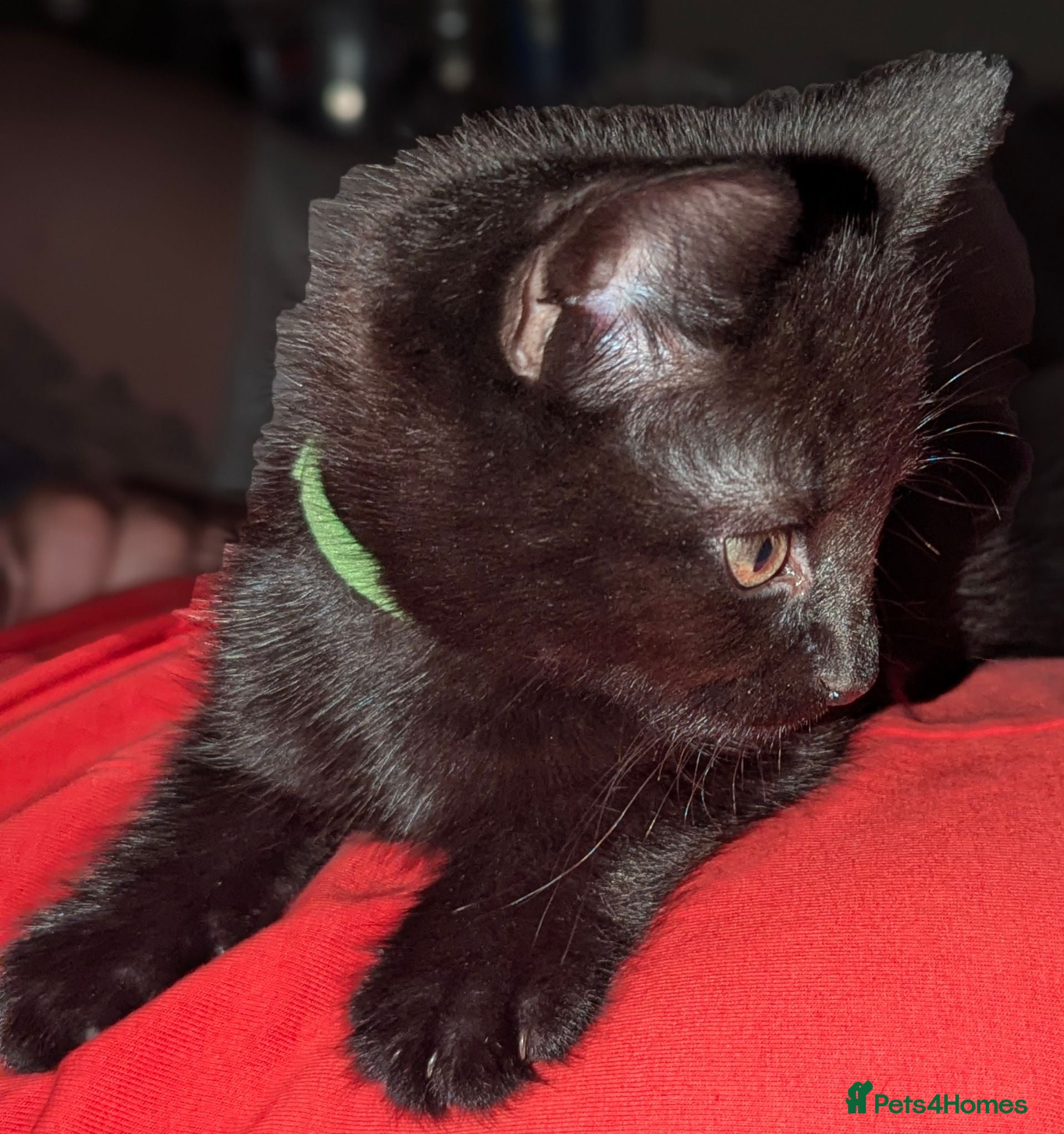 Mixed Breed cats On sale 3x wonderful kitten's,inc microchipped  - Advert 9
