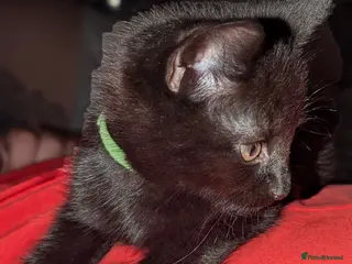 Mixed Breed cats On sale 3x wonderful kitten's,inc microchipped - Advert 9