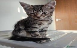 Mixed Breed cats for sale: 4 kittens for sale - Image 8