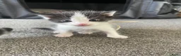 Ragdoll cats for sale: Beautiful Ragdoll Cross Kittens 🐾 - Advert 10