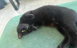 Mixed Breed cats for adoption: Vanessa for adoption - Image 3
