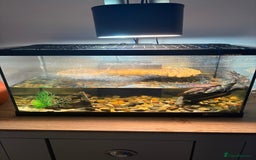 Turtle reptiles for sale: Reeves turtle & enclosure  - Image 3